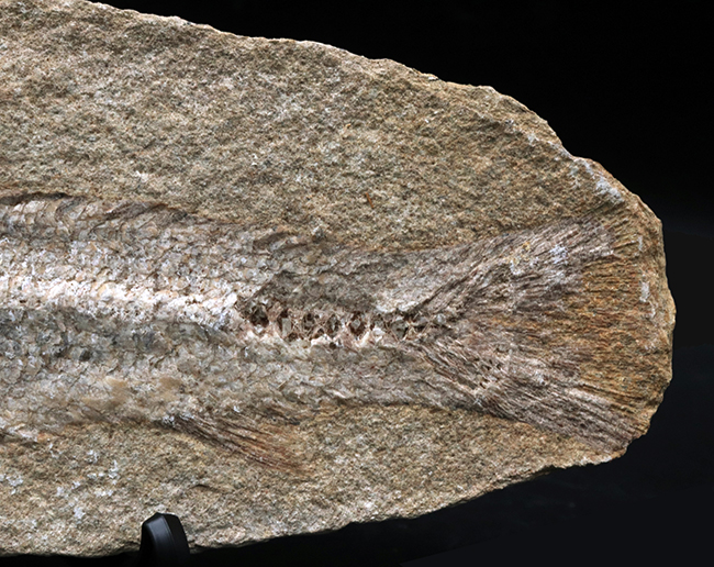 全形が保存、２７センチ！ブラジル・サンタナフォーメーションで採集された白亜紀の絶滅古代魚の化石（その4）