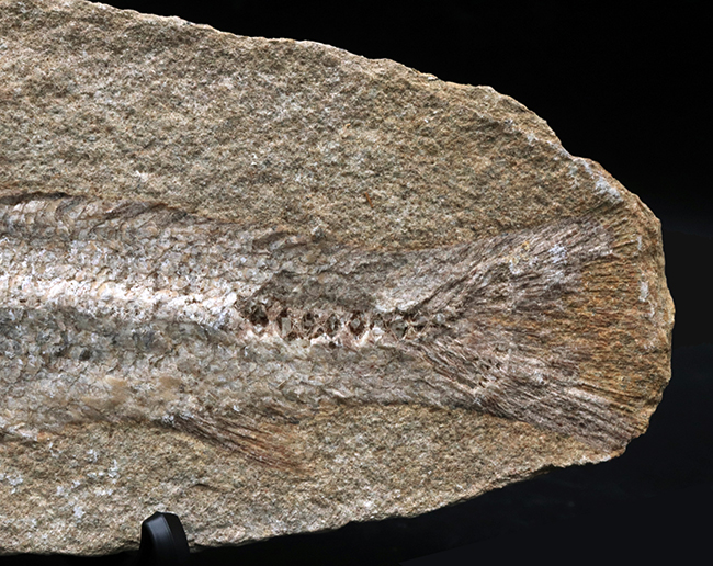 全形が保存、27センチ!ブラジル・サンタナフォーメーションで採集された白亜紀の絶滅古代魚の化石(その4)