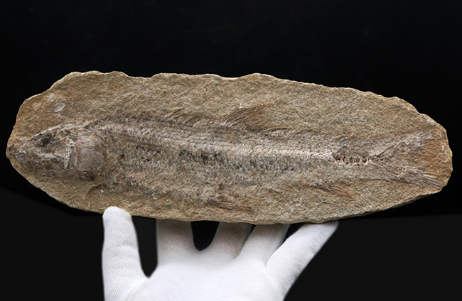 全形が保存、27センチ!ブラジル・サンタナフォーメーションで採集された白亜紀の絶滅古代魚の化石(その5)
