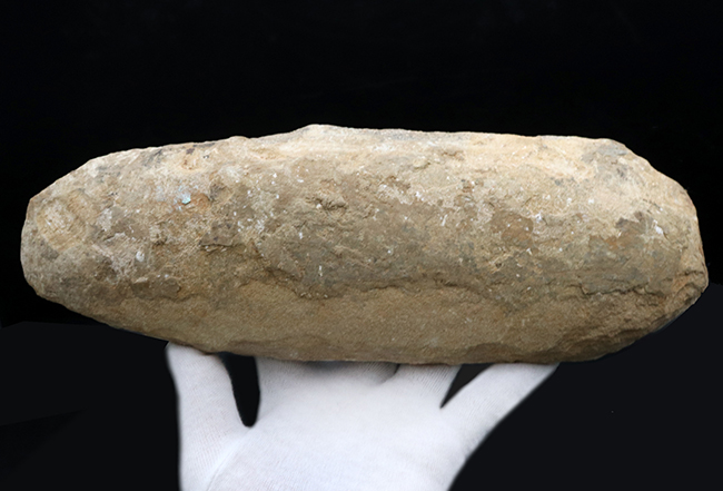 全形が保存、２７センチ！ブラジル・サンタナフォーメーションで採集された白亜紀の絶滅古代魚の化石（その6）