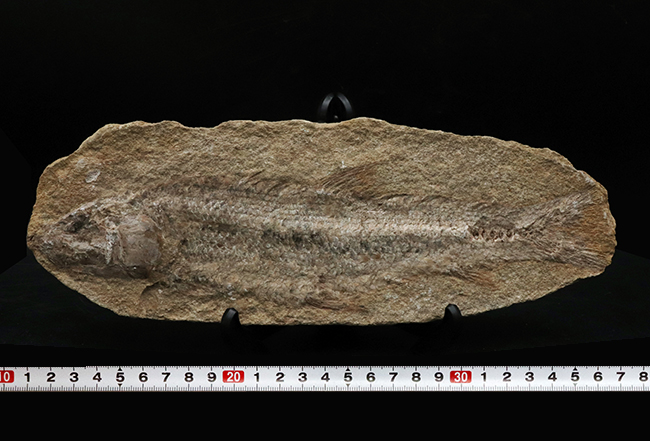 全形が保存、２７センチ！ブラジル・サンタナフォーメーションで採集された白亜紀の絶滅古代魚の化石（その7）