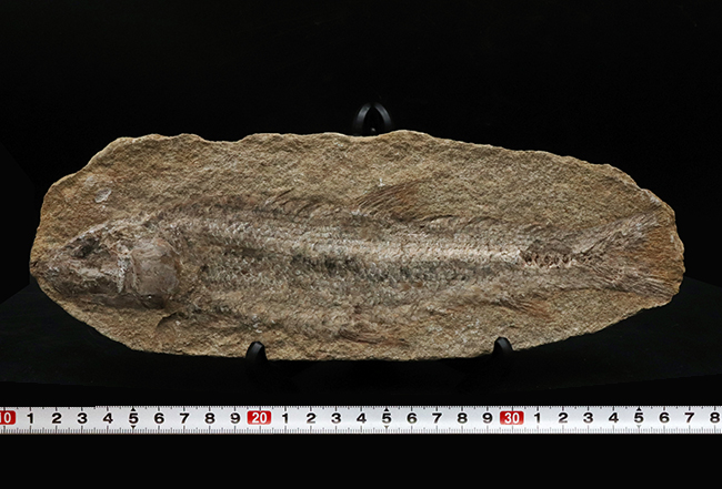 全形が保存、27センチ!ブラジル・サンタナフォーメーションで採集された白亜紀の絶滅古代魚の化石(その7)