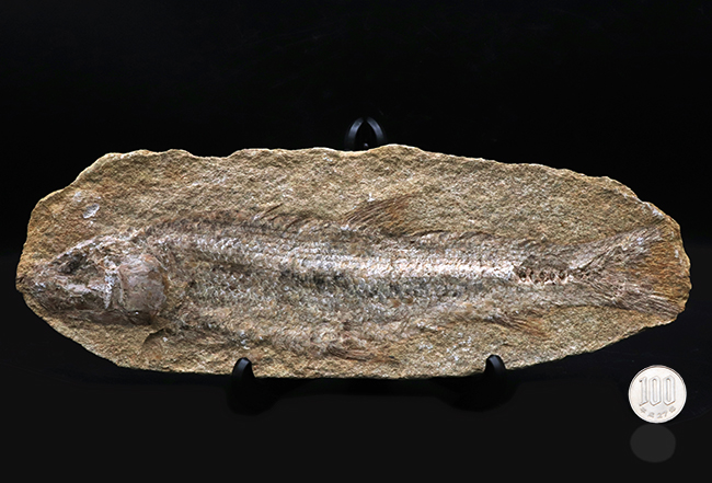 全形が保存、２７センチ！ブラジル・サンタナフォーメーションで採集された白亜紀の絶滅古代魚の化石（その8）
