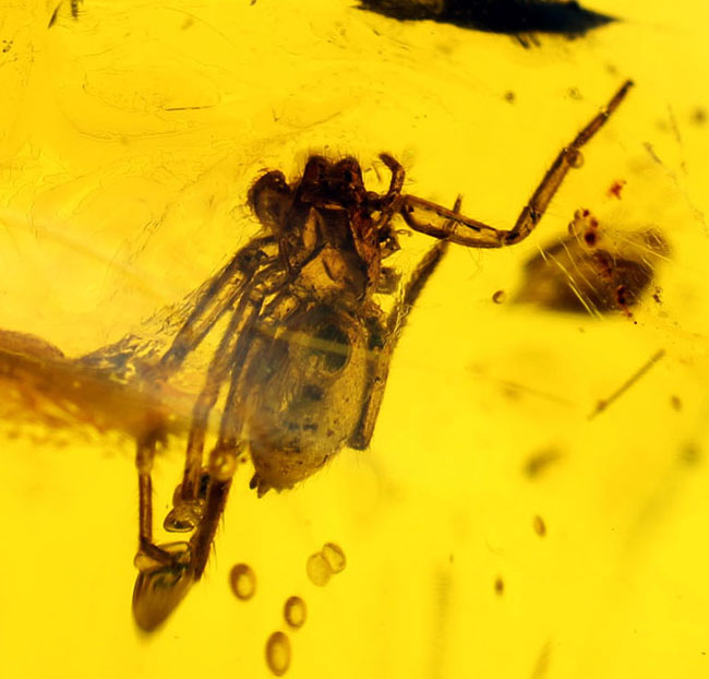 4000万年以上前の生態系の一部が保存された透明度の高いバルト海産の琥珀(Amber)(その1)