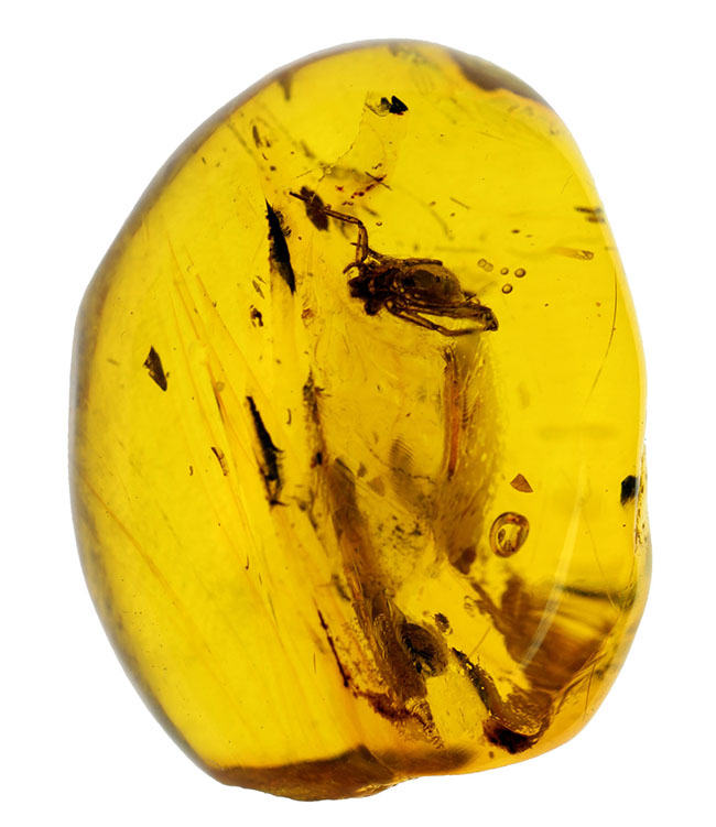４０００万年以上前の生態系の一部が保存された透明度の高いバルト海産の琥珀（Amber）（その2）
