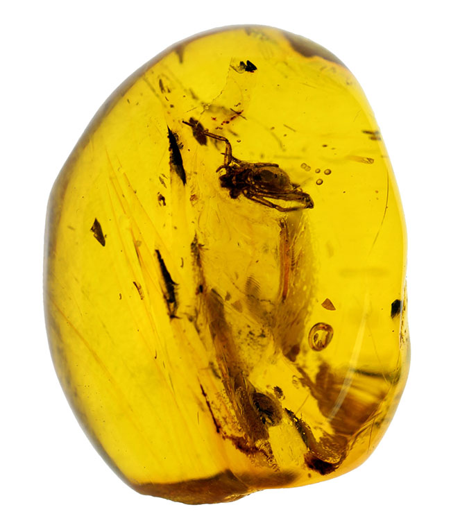 4000万年以上前の生態系の一部が保存された透明度の高いバルト海産の琥珀(Amber)(その2)
