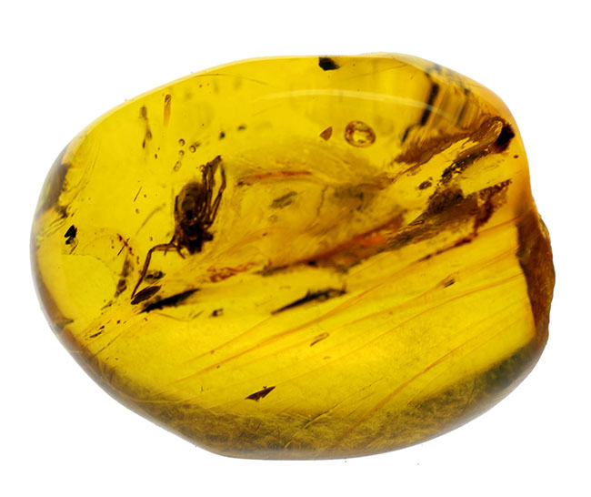 ４０００万年以上前の生態系の一部が保存された透明度の高いバルト海産の琥珀（Amber）（その5）