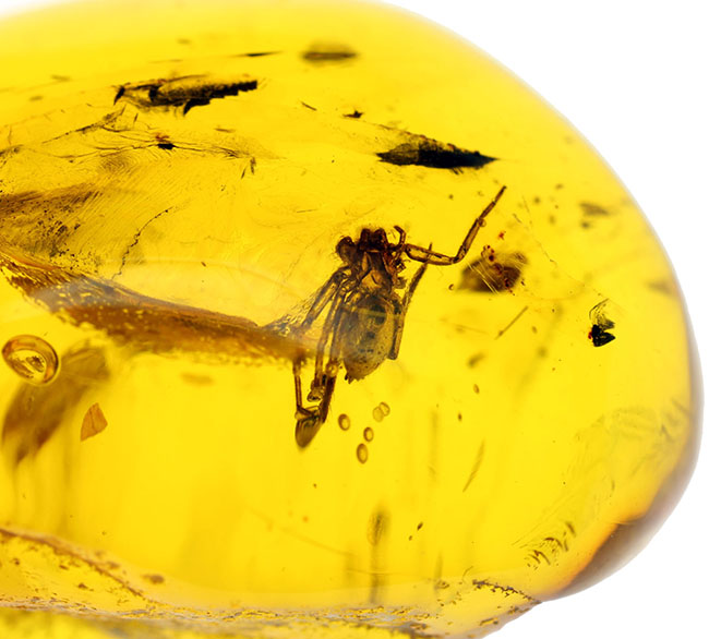 4000万年以上前の生態系の一部が保存された透明度の高いバルト海産の琥珀(Amber)(その6)