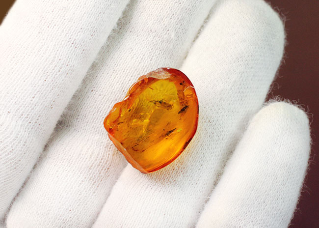 4000万年以上前の生態系の一部が保存された透明度の高いバルト海産の琥珀(Amber)(その7)