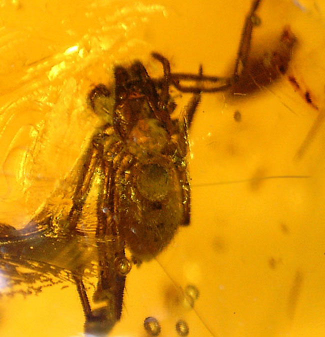 4000万年以上前の生態系の一部が保存された透明度の高いバルト海産の琥珀(Amber)(その8)