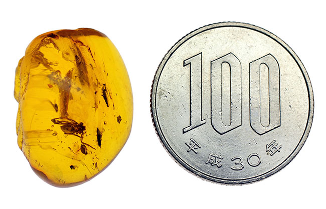 ４０００万年以上前の生態系の一部が保存された透明度の高いバルト海産の琥珀（Amber）（その9）