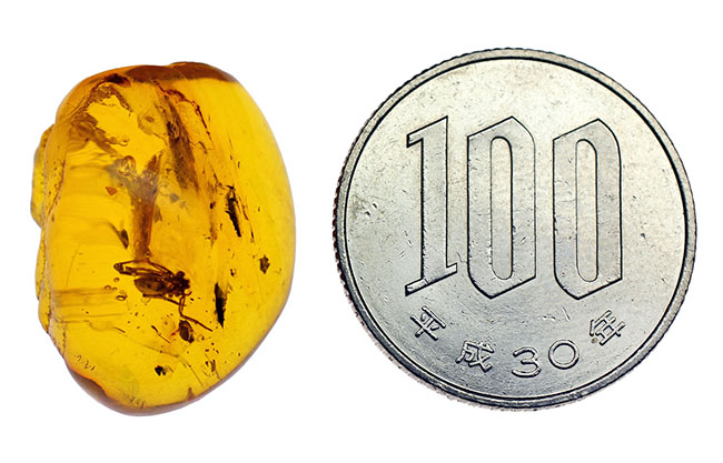 4000万年以上前の生態系の一部が保存された透明度の高いバルト海産の琥珀(Amber)(その9)