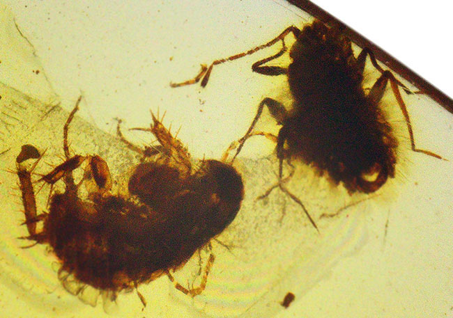 透き通るような基質に2匹の昆虫が内包された、「恐竜時代の琥珀」バーマイト(Burmite)(その1)