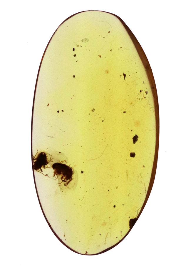 透き通るような基質に2匹の昆虫が内包された、「恐竜時代の琥珀」バーマイト(Burmite)(その2)