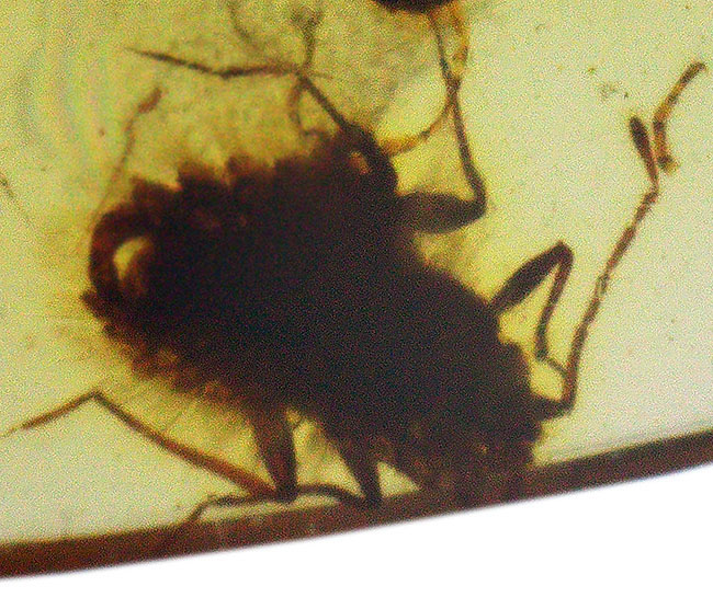 透き通るような基質に2匹の昆虫が内包された、「恐竜時代の琥珀」バーマイト(Burmite)(その4)