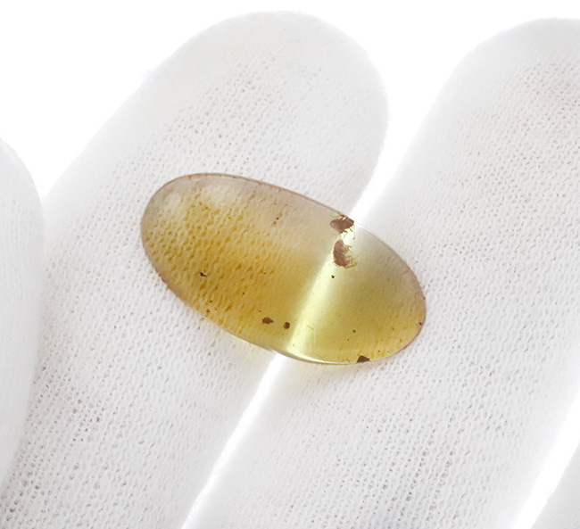 透き通るような基質に2匹の昆虫が内包された、「恐竜時代の琥珀」バーマイト(Burmite)(その5)