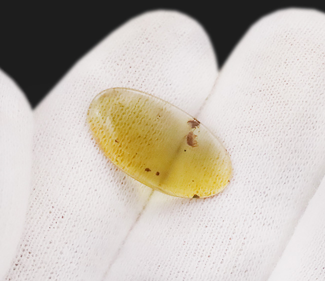 透き通るような基質に2匹の昆虫が内包された、「恐竜時代の琥珀」バーマイト(Burmite)(その6)
