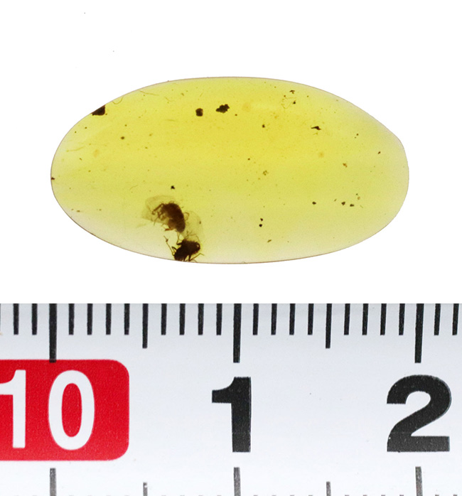 透き通るような基質に2匹の昆虫が内包された、「恐竜時代の琥珀」バーマイト(Burmite)(その7)