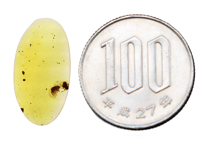 透き通るような基質に2匹の昆虫が内包された、「恐竜時代の琥珀」バーマイト(Burmite)(その8)