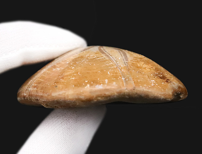 お饅頭のような形が愛らしい、マダガスカル産のマンジュウウニ（Cassiduloids）の化石（その5）