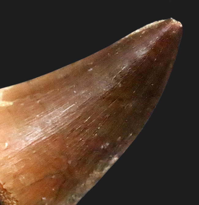 形の良い歯冠がほぼ無傷で保存された、とても状態の良いモササウルス(Mosasaurus)の歯化石(その3)