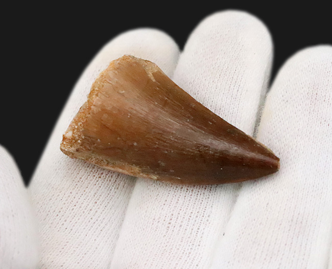 形の良い歯冠がほぼ無傷で保存された、とても状態の良いモササウルス(Mosasaurus)の歯化石(その4)