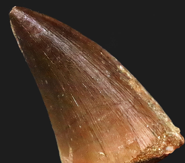 形の良い歯冠がほぼ無傷で保存された、とても状態の良いモササウルス(Mosasaurus)の歯化石(その7)