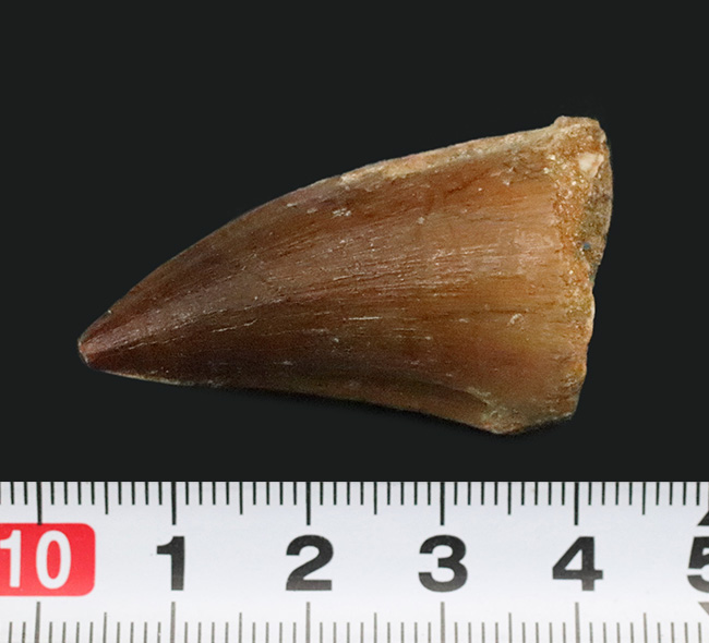 形の良い歯冠がほぼ無傷で保存された、とても状態の良いモササウルス(Mosasaurus)の歯化石(その9)