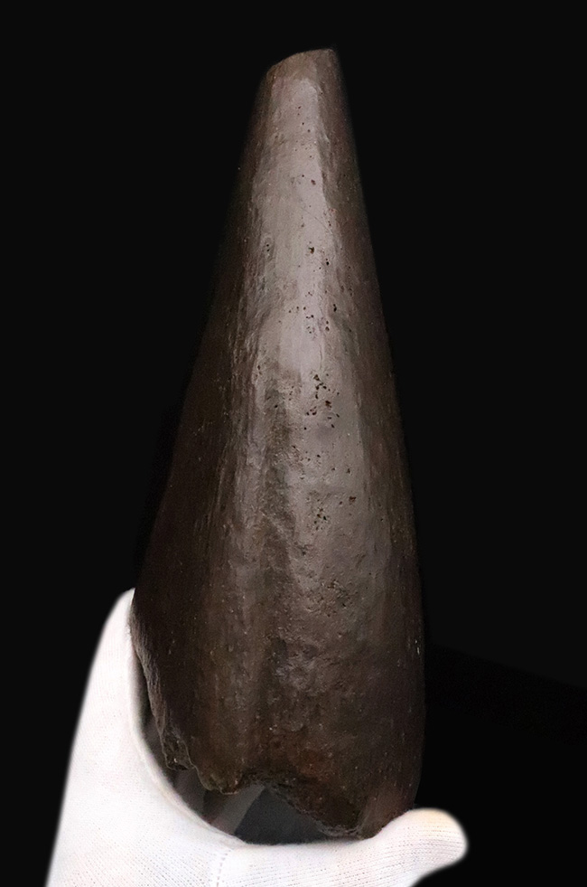 トリケラトプス幼体（Triceratops horridus）ブロウホーン（眼上角）化石｜卓越した保存状態・数年に一度の稀少標本（その1）