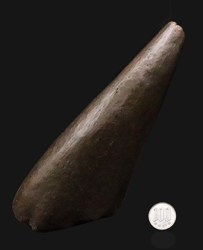 トリケラトプス幼体（Triceratops horridus）ブロウホーン（眼上角）化石｜卓越した保存状態・数年に一度の稀少標本（その10）