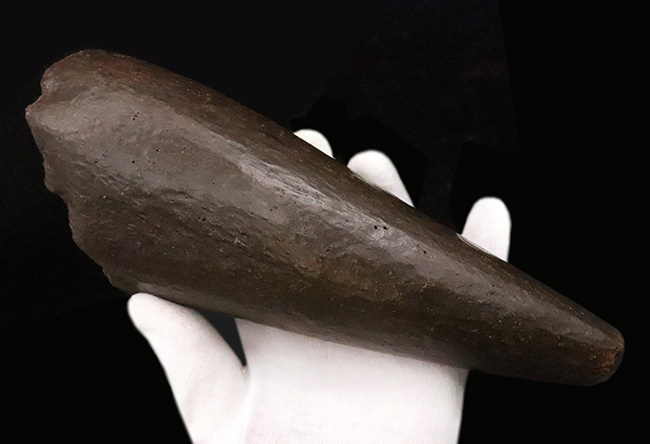 トリケラトプス幼体（Triceratops horridus）ブロウホーン（眼上角）化石｜卓越した保存状態・数年に一度の稀少標本（その2）