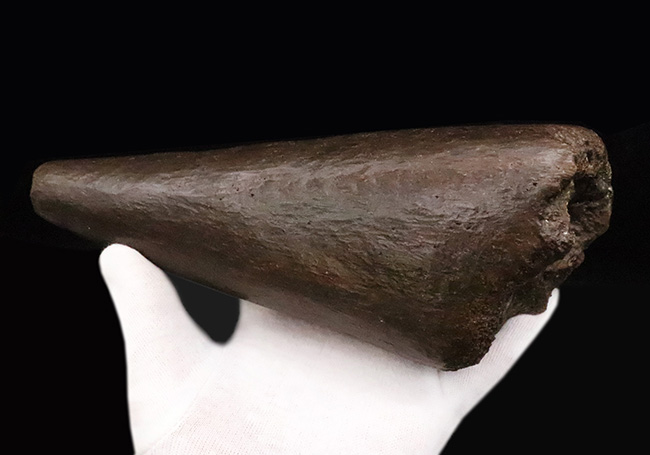 トリケラトプス幼体（Triceratops horridus）ブロウホーン（眼上角）化石｜卓越した保存状態・数年に一度の稀少標本（その3）