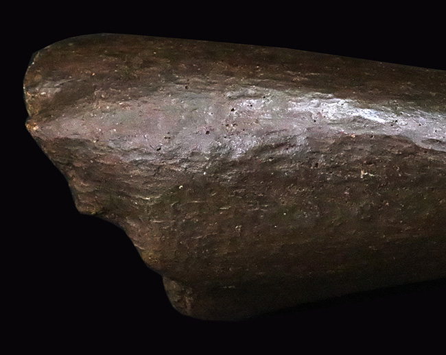 トリケラトプス幼体（Triceratops horridus）ブロウホーン（眼上角）化石｜卓越した保存状態・数年に一度の稀少標本（その4）