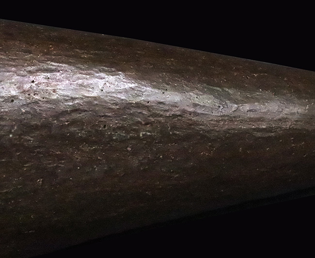 トリケラトプス幼体（Triceratops horridus）ブロウホーン（眼上角）化石｜卓越した保存状態・数年に一度の稀少標本（その5）