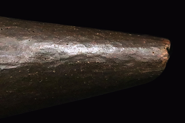 トリケラトプス幼体（Triceratops horridus）ブロウホーン（眼上角）化石｜卓越した保存状態・数年に一度の稀少標本（その6）