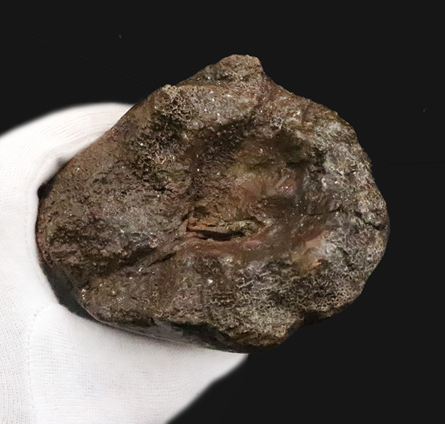 トリケラトプス幼体（Triceratops horridus）ブロウホーン（眼上角）化石｜卓越した保存状態・数年に一度の稀少標本（その7）