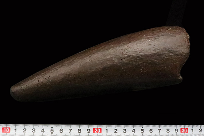 トリケラトプス幼体（Triceratops horridus）ブロウホーン（眼上角）化石｜卓越した保存状態・数年に一度の稀少標本（その8）