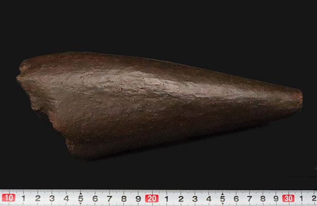 トリケラトプス幼体（Triceratops horridus）ブロウホーン（眼上角）化石｜卓越した保存状態・数年に一度の稀少標本（その9）