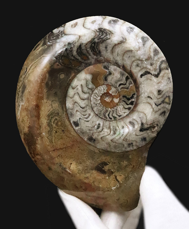 直径最大部138ミリ＆ジグザグの縫合線が際立った、コレクショングレードのゴニアタイト（Goniatite）の化石（その1）