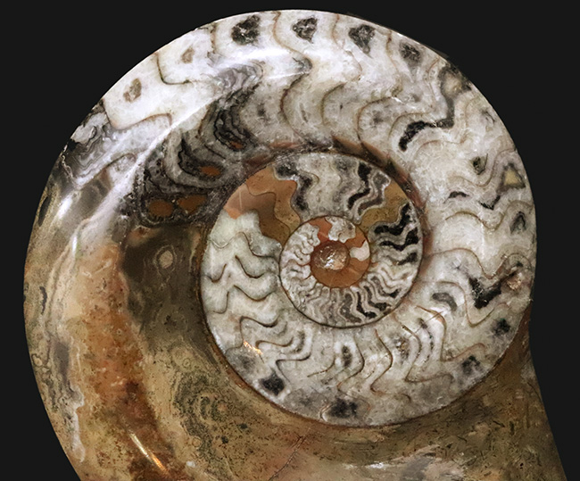 直径最大部138ミリ＆ジグザグの縫合線が際立った、コレクショングレードのゴニアタイト（Goniatite）の化石（その2）