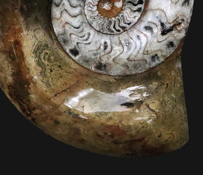 直径最大部138ミリ＆ジグザグの縫合線が際立った、コレクショングレードのゴニアタイト（Goniatite）の化石（その3）