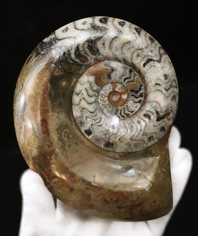 直径最大部138ミリ＆ジグザグの縫合線が際立った、コレクショングレードのゴニアタイト（Goniatite）の化石（その4）