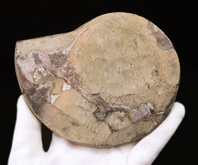 直径最大部138ミリ＆ジグザグの縫合線が際立った、コレクショングレードのゴニアタイト（Goniatite）の化石（その5）