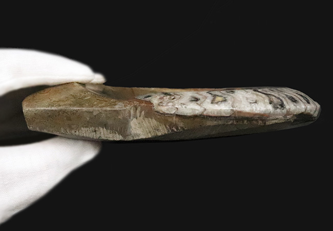 直径最大部138ミリ＆ジグザグの縫合線が際立った、コレクショングレードのゴニアタイト（Goniatite）の化石（その6）