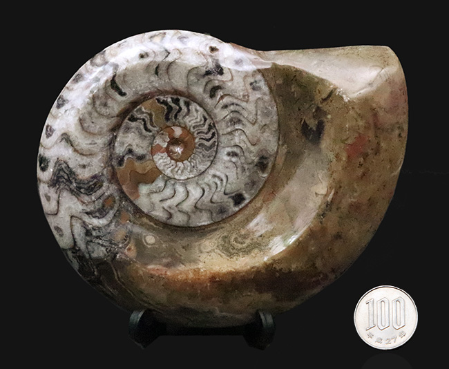 直径最大部138ミリ＆ジグザグの縫合線が際立った、コレクショングレードのゴニアタイト（Goniatite）の化石（その8）