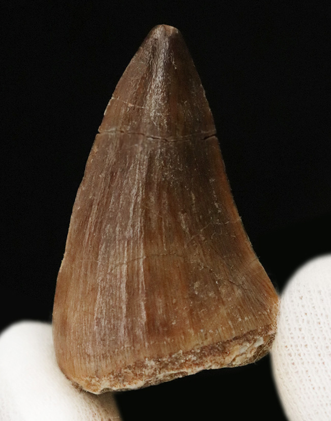 厚みあり、状態の良いエナメル質を全体に湛えた、美麗な、モササウルス（Mosasaurus）の歯化石（その1）