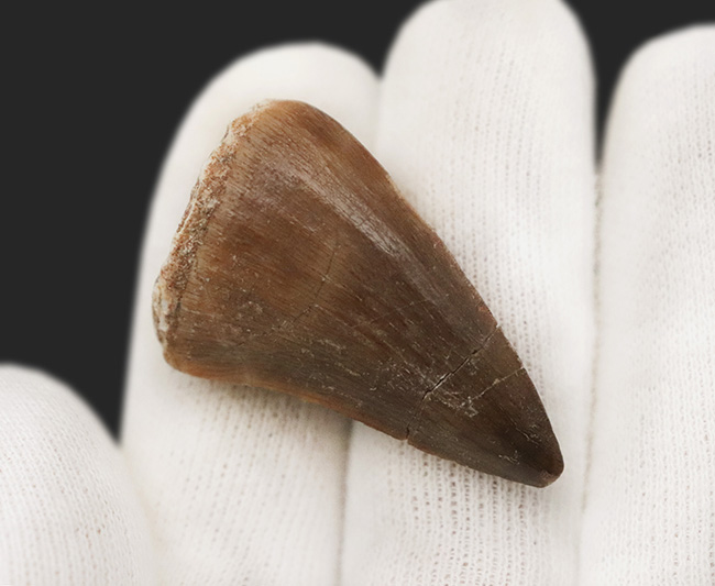 厚みあり、状態の良いエナメル質を全体に湛えた、美麗な、モササウルス（Mosasaurus）の歯化石（その4）