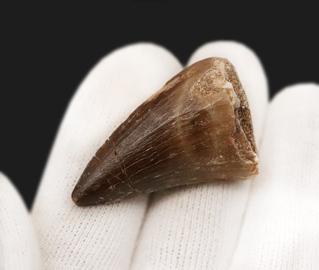 厚みあり、状態の良いエナメル質を全体に湛えた、美麗な、モササウルス（Mosasaurus）の歯化石（その5）