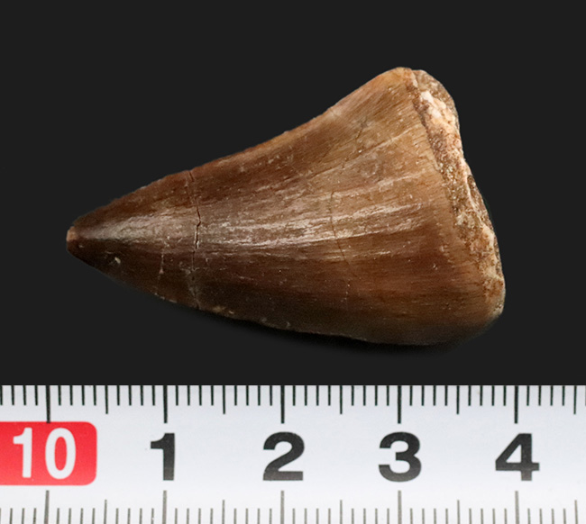 厚みあり、状態の良いエナメル質を全体に湛えた、美麗な、モササウルス（Mosasaurus）の歯化石（その7）