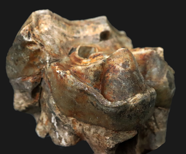 スーパーレア！１９９５年のツーソンショーから約３０年を経て再び一般公開に！中新世の絶滅長鼻目デイノテリウム（Deinotherium bavaricum）の臼歯化石。オールドコレクション（その1）